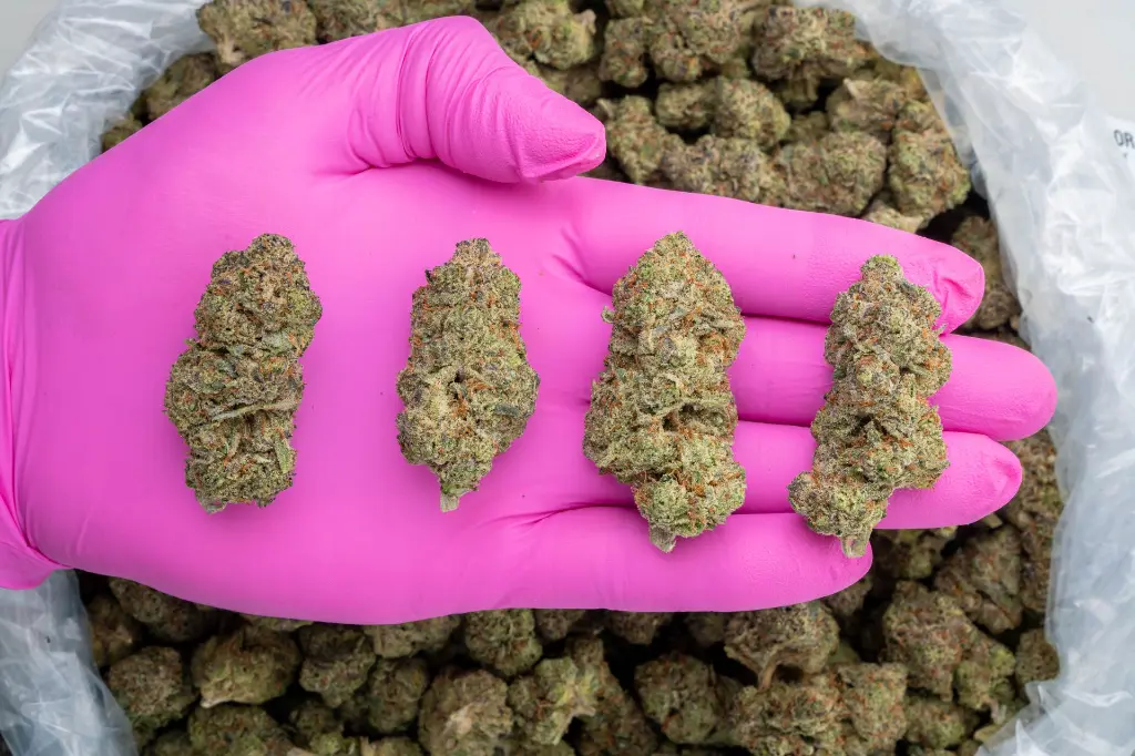 Super Runtz Indoor -PINK- 251125.webp