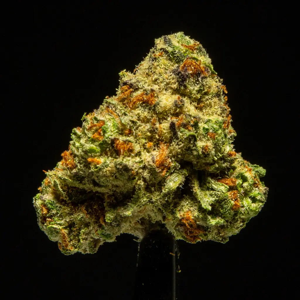 La Bomba Indoor Smalls -FLOAT- 091125 091125LEGLK.webp