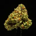 La Bomba Indoor Smalls -FLOAT- 091125 091125LEGLK.webp