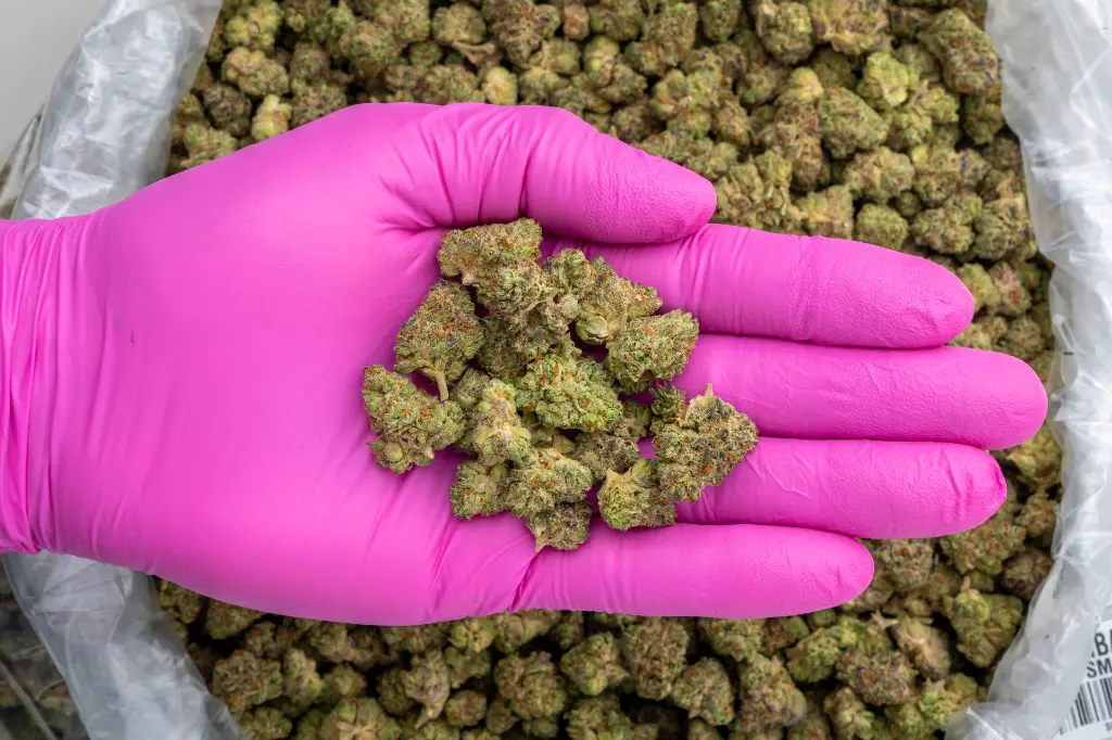 La Bomba Indoor Smalls -PINK- 091125 091125LEGLK.webp