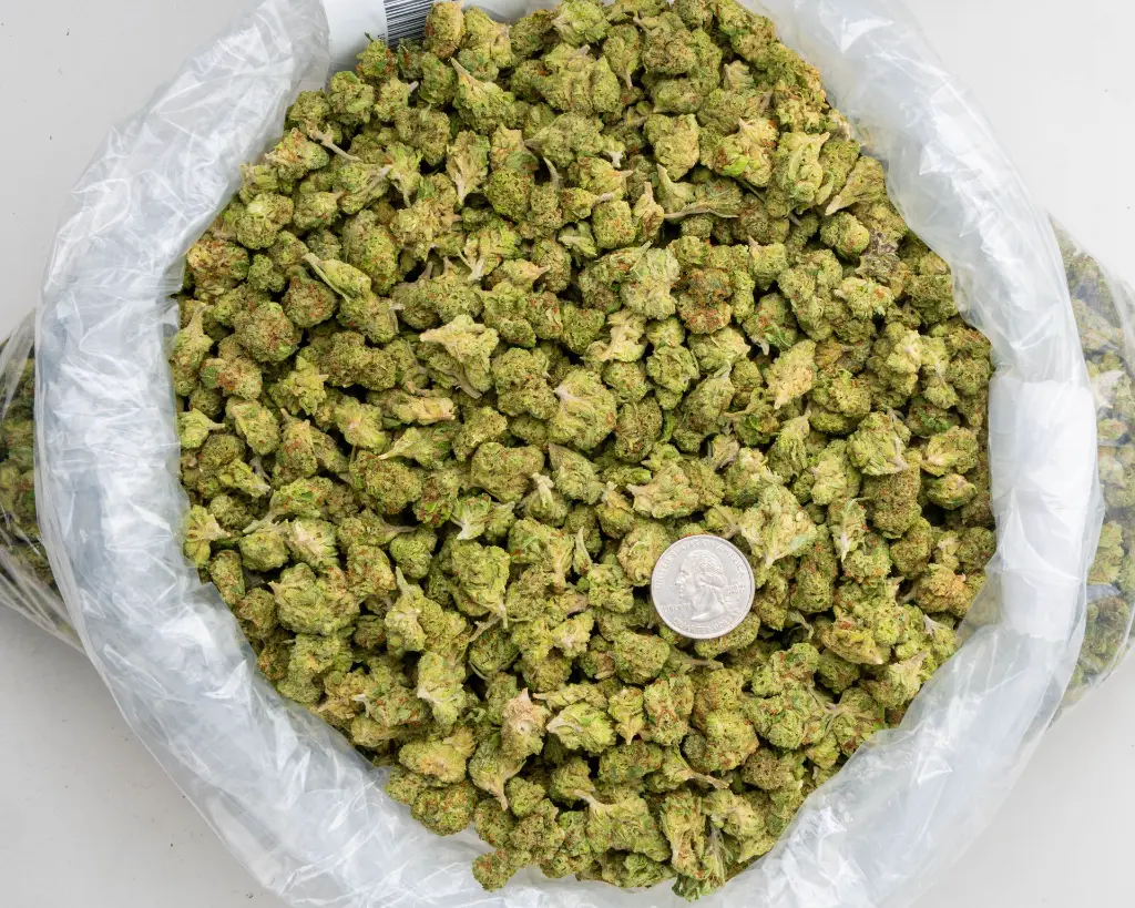 Royal Chemdawg Smalls -BAG- 251125.webp