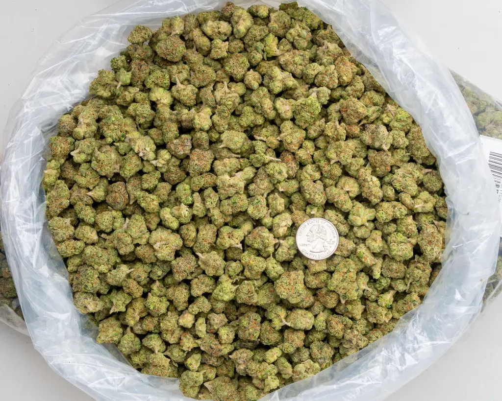 Rainbow Latte Indoor Smalls -BAG- 251125.webp