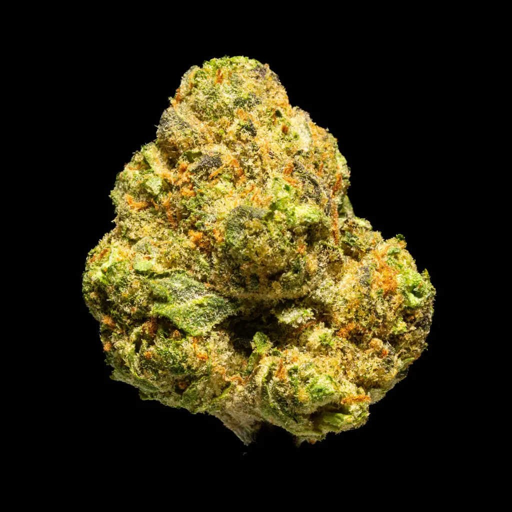 Rainbow Latte Indoor Smalls -FLOAT- 251125.webp