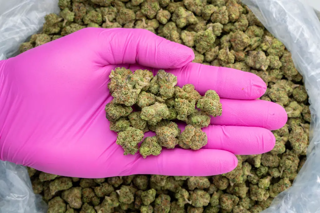 Rainbow Latte Indoor Smalls -PINK- 251125.webp