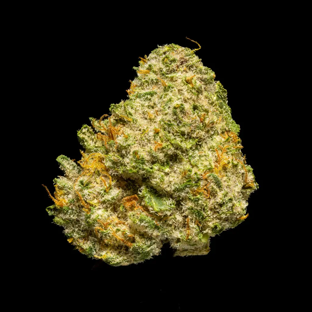 Tropicana Cherry Indoor Smalls -FLOAT- 251125.webp