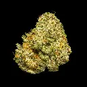 Tropicana Cherry Indoor Smalls -FLOAT- 251125.webp