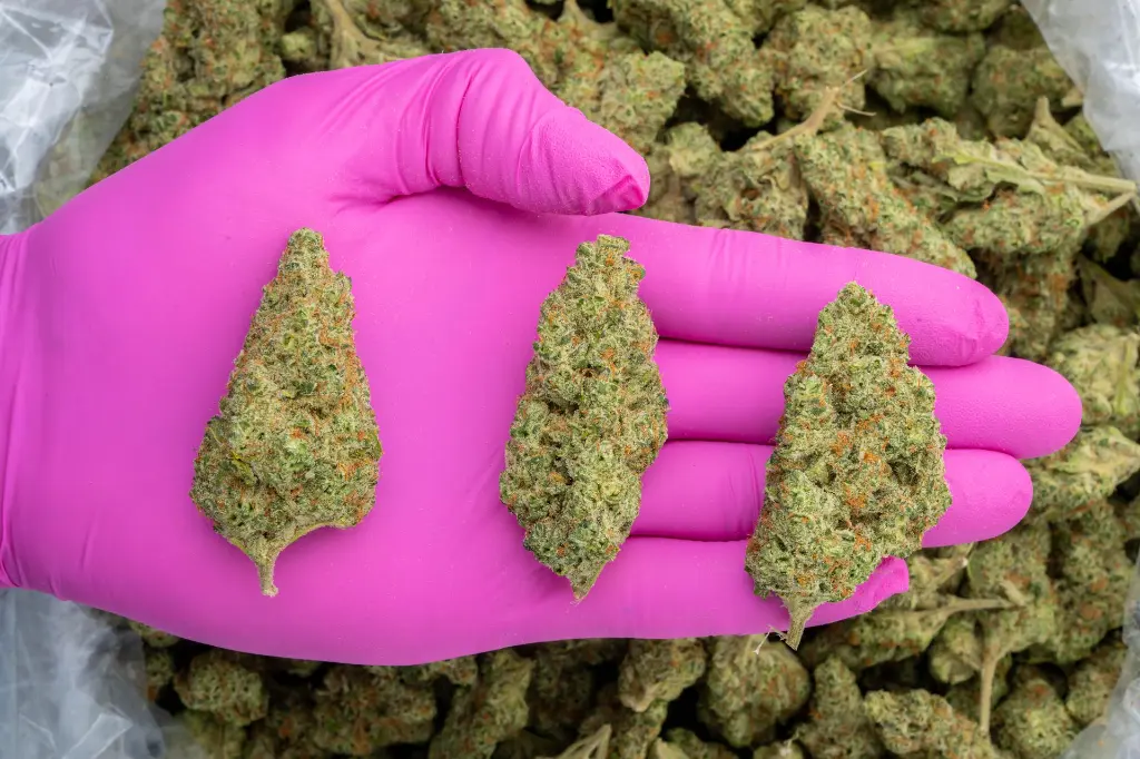 Ghost Train Haze Indoor -PINK- 120225.webp