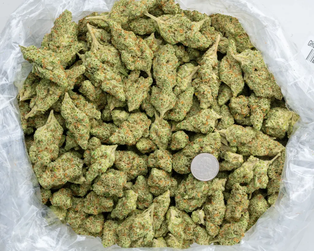 Ghost Train Haze Indoor -BAG- 120225.webp