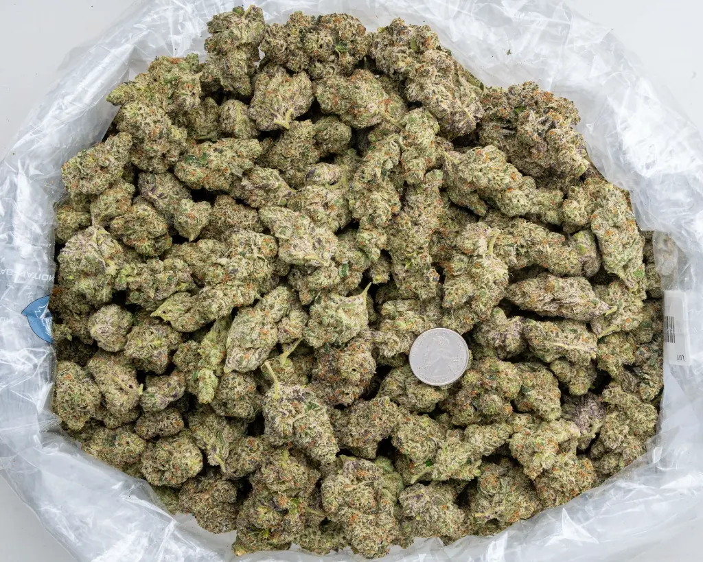 Supersonic Indoor -BAG- 120225.webp