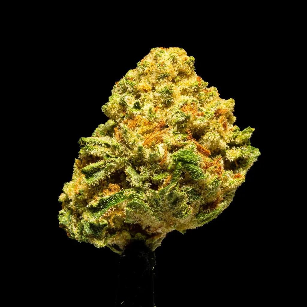 Cheetah Piss Smalls -FLOAT- 251125.webp