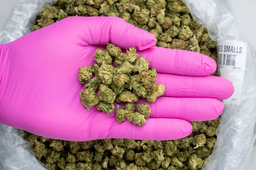 GMO Cookies Smalls -PINK- 251125.webp