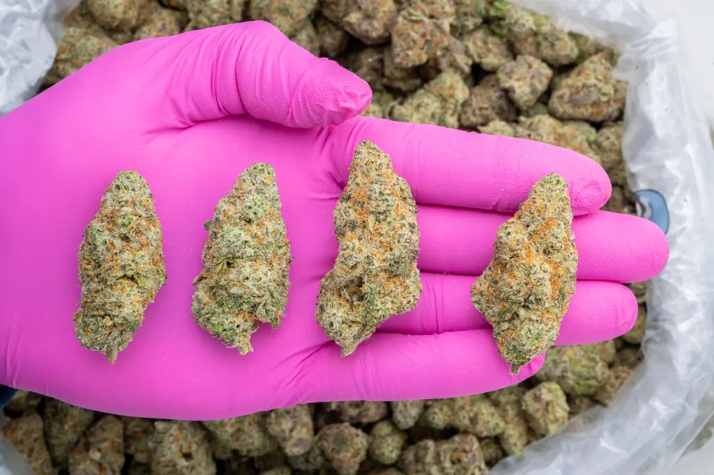 Grandiflora Guava Indoor -PINK- 120225.webp