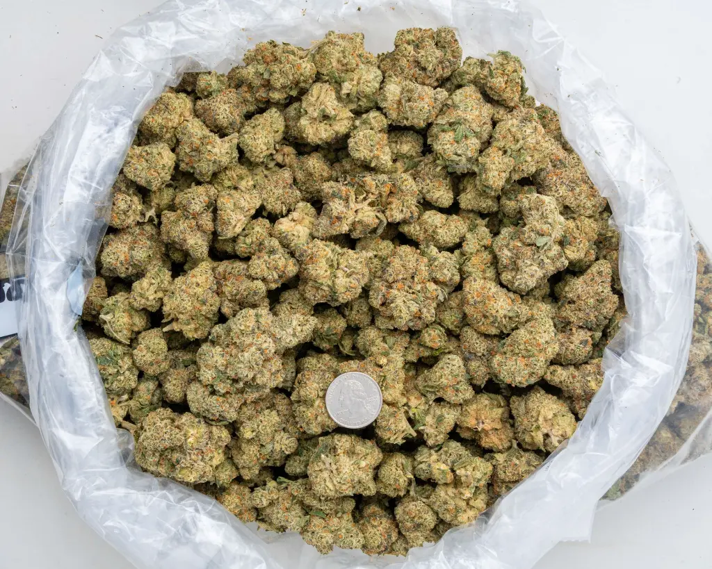 Sweet Tea Indoor -BAG- 120225.webp