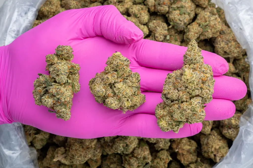 Sweet Tea Indoor -PINK- 120225.webp