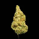 Amnesia Haze Indoor -FLOAT- 120225.webp