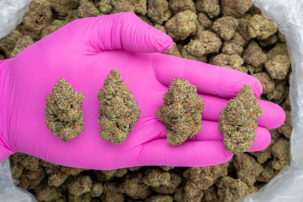 Nuclear Slurpee Indoor -PINK- 120225.webp