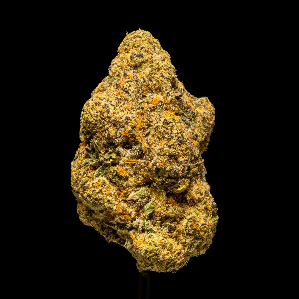 Walking in LA Indoor -FLOAT- 092625 20250925SAWIL.webp