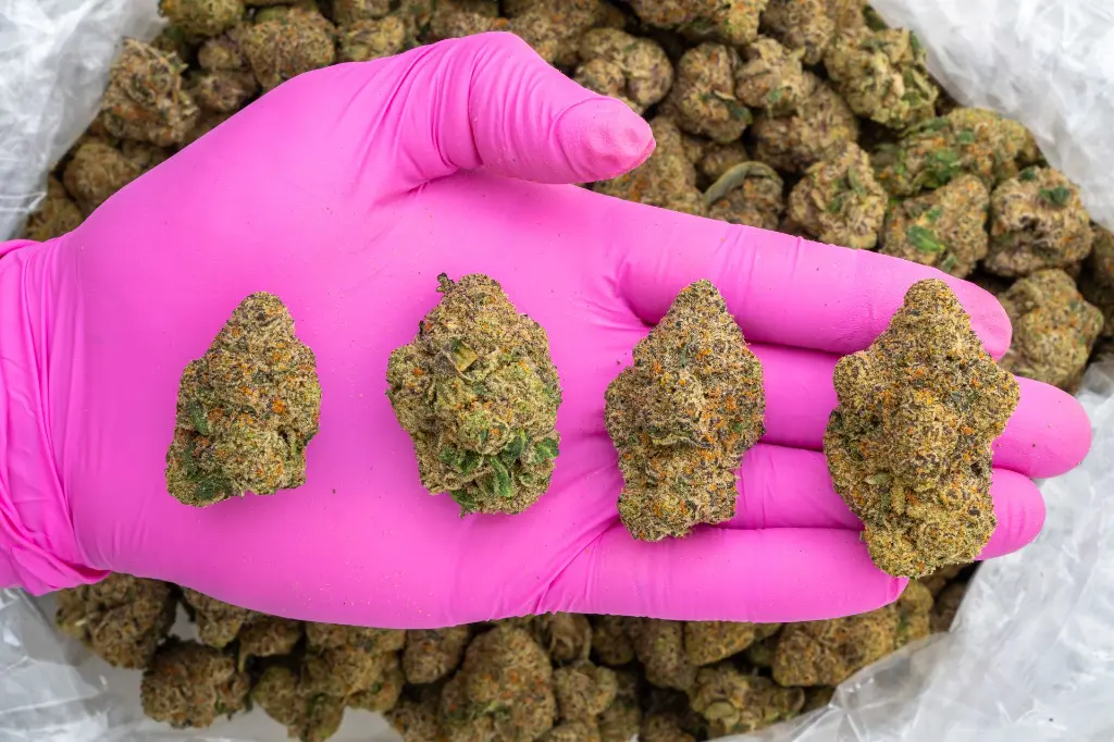 Walking in LA Indoor -PINK- 092625 20250925SAWIL.webp