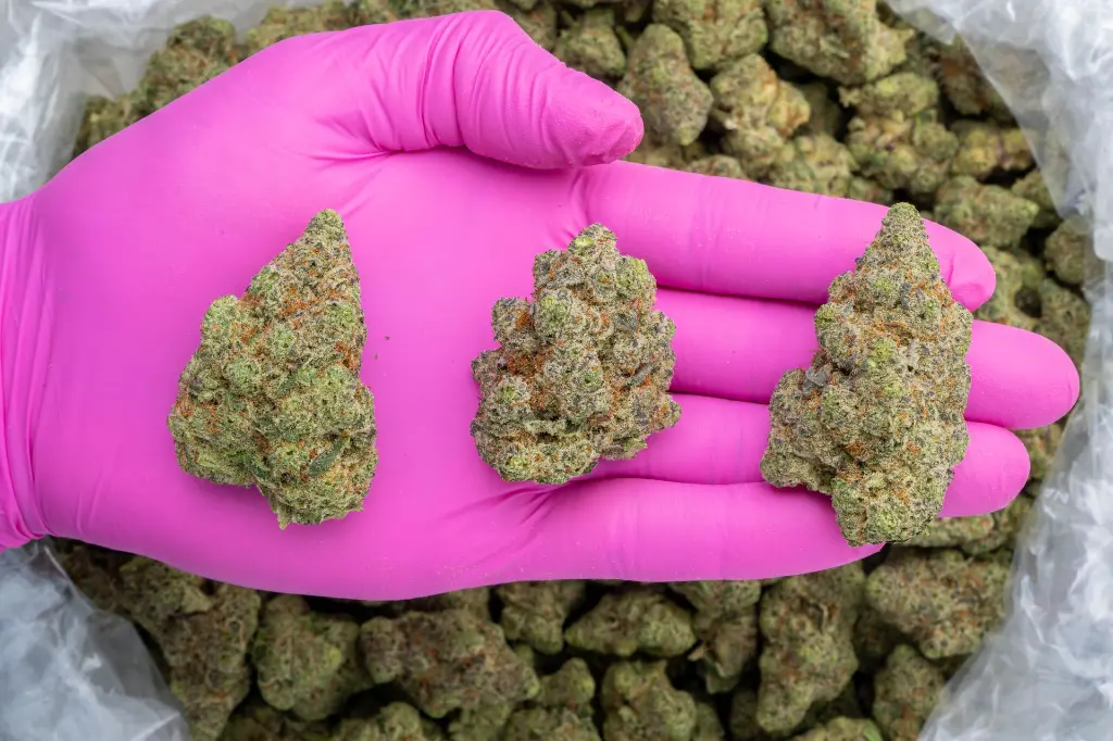 Singapore Sling Indoor -PINK- 120225.webp