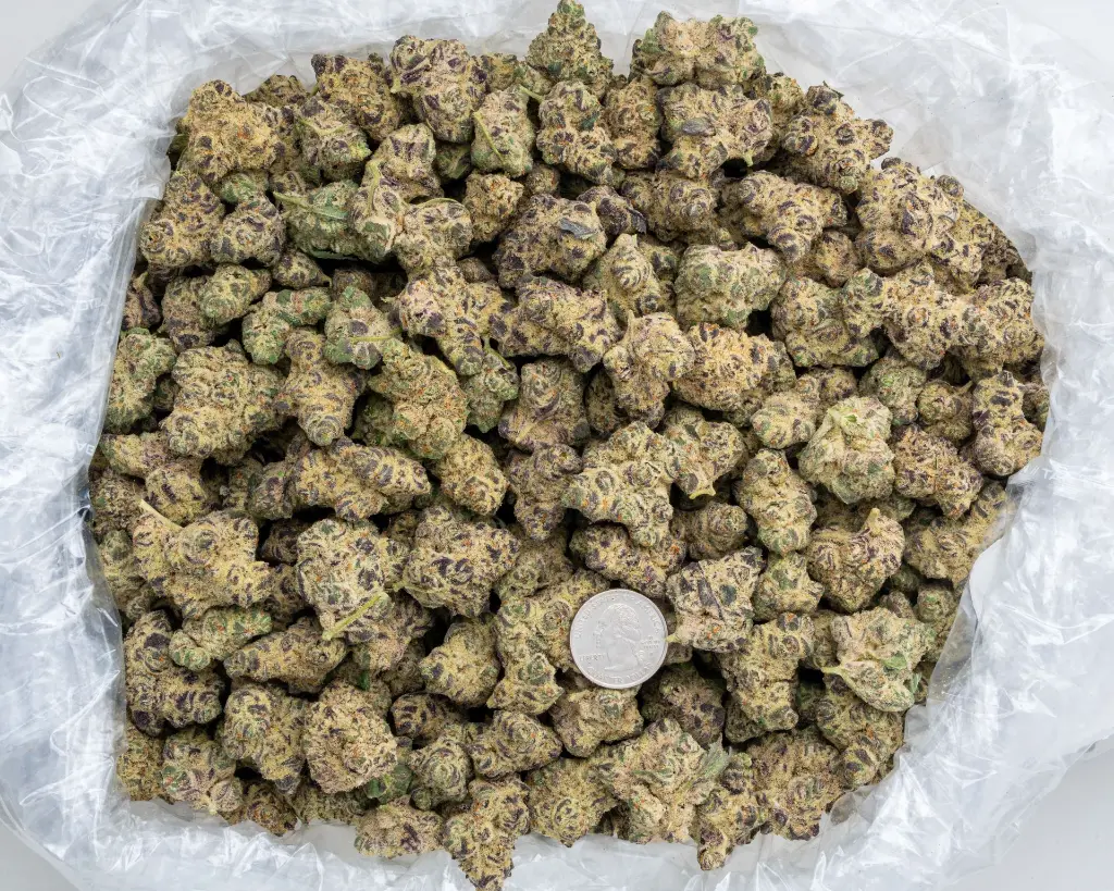 Lilac Diesel Indoor -BAG- 120225 (1).webp