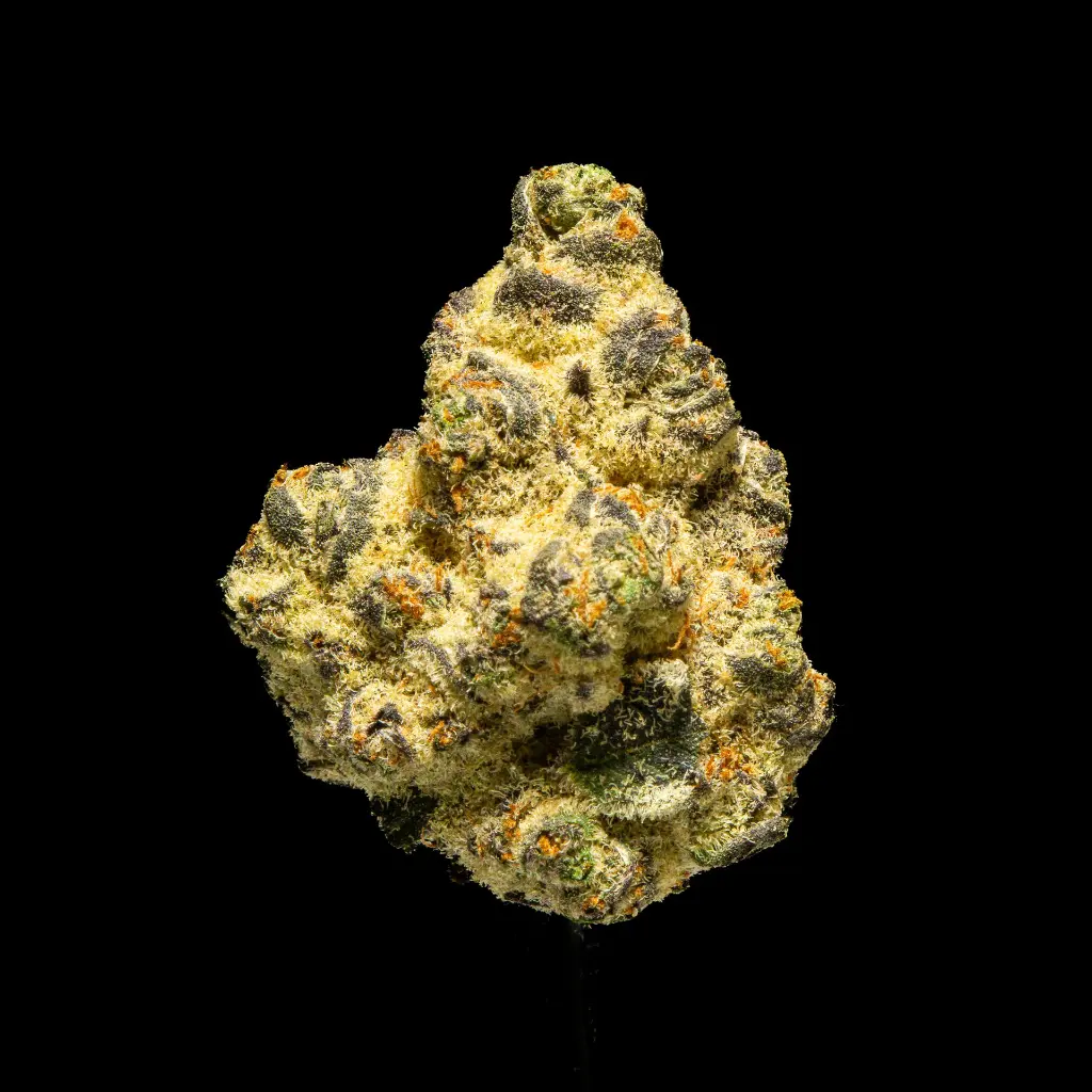 Lilac Diesel Indoor -FLOAT- 120225.webp