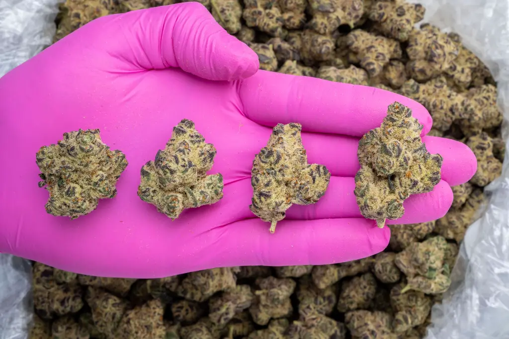 Lilac Diesel Indoor -PINK- 120225 (1).webp