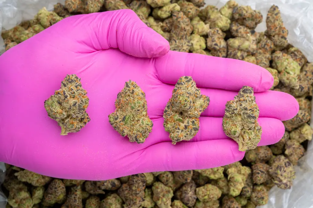 Octane Gas Indoor -PINK- 120225.webp