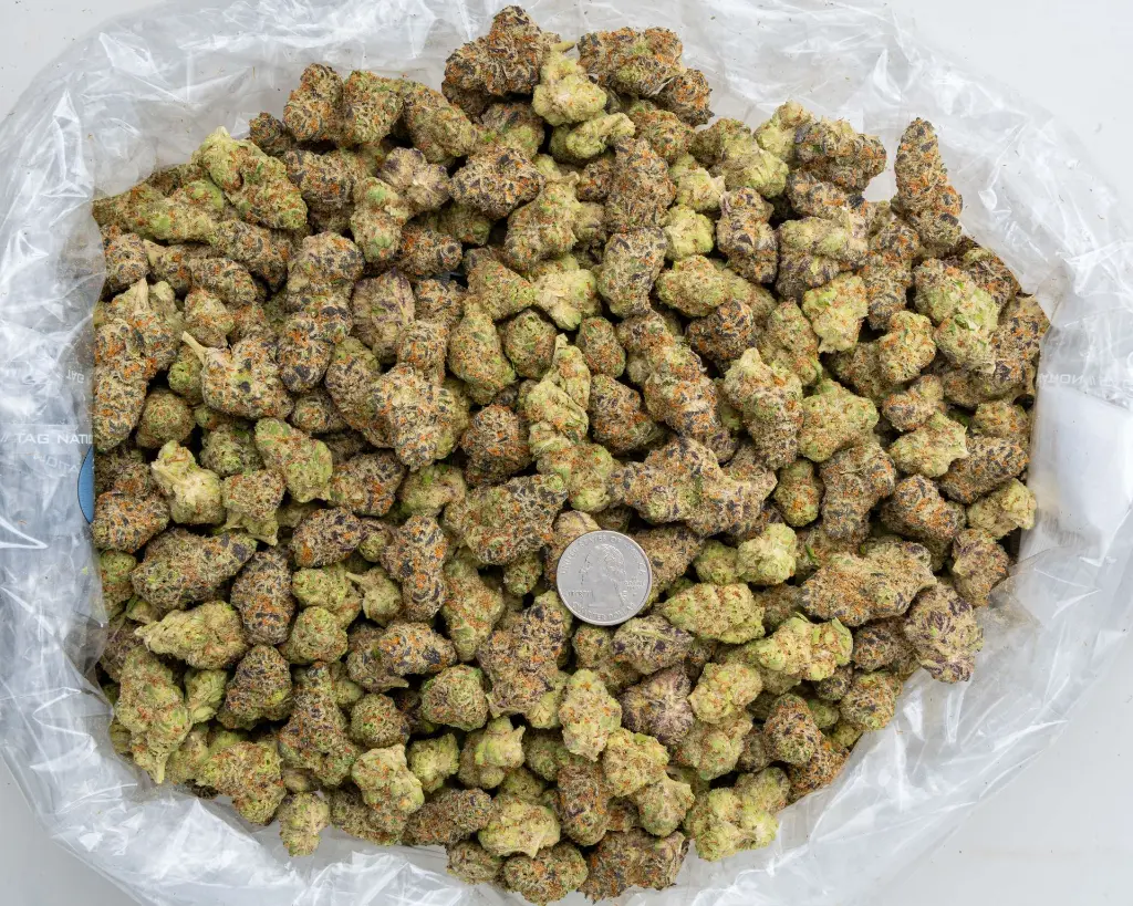 Octane Gas Indoor -BAG- 120225.webp