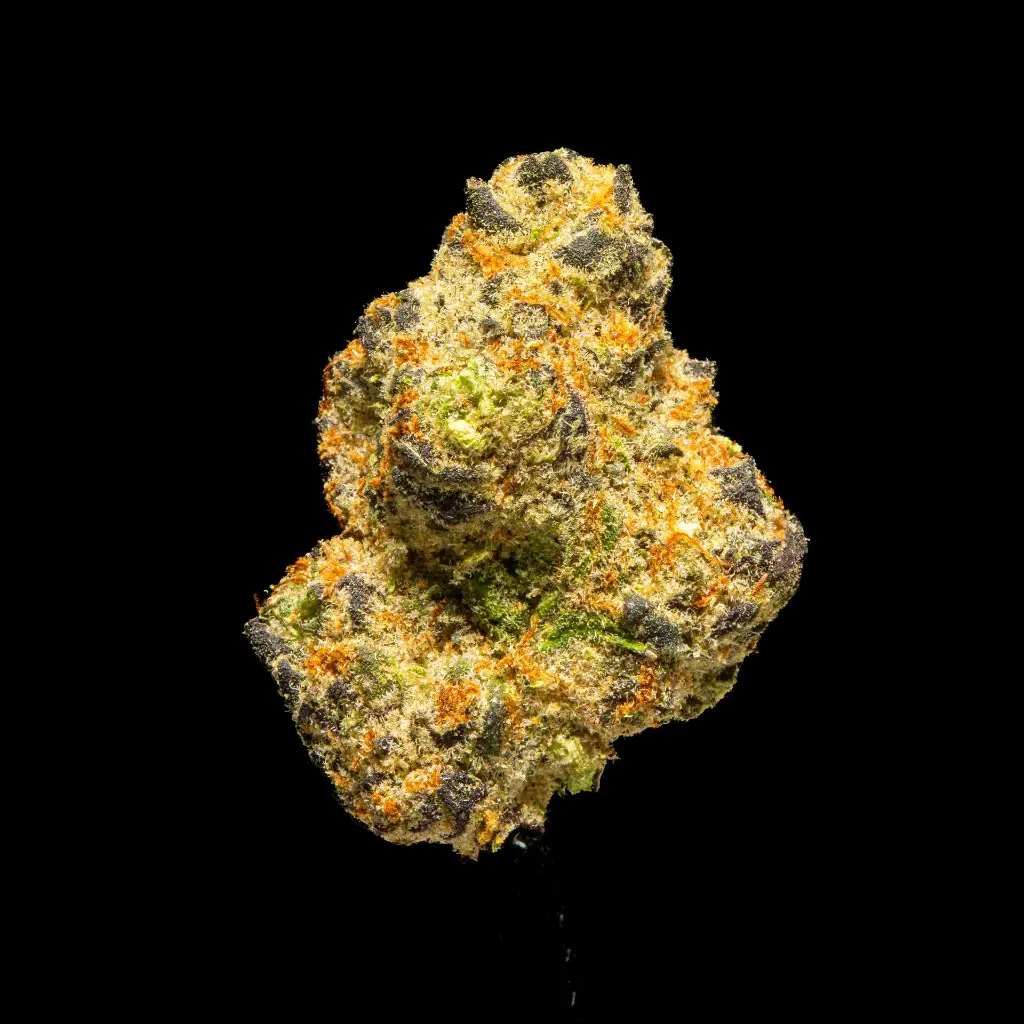 Octane Gas Indoor -FLOAT- 120225.webp