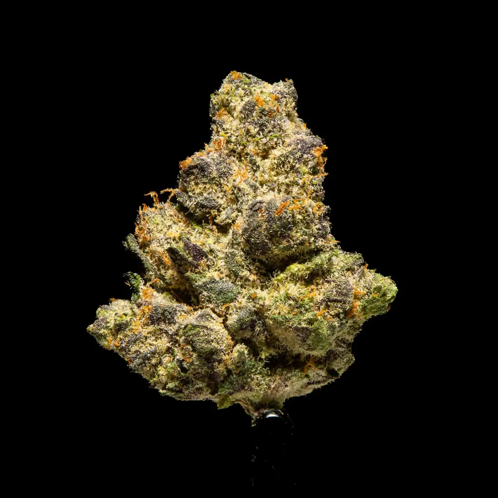 Neon Slushie Indoor -FLOAT- 120225.webp