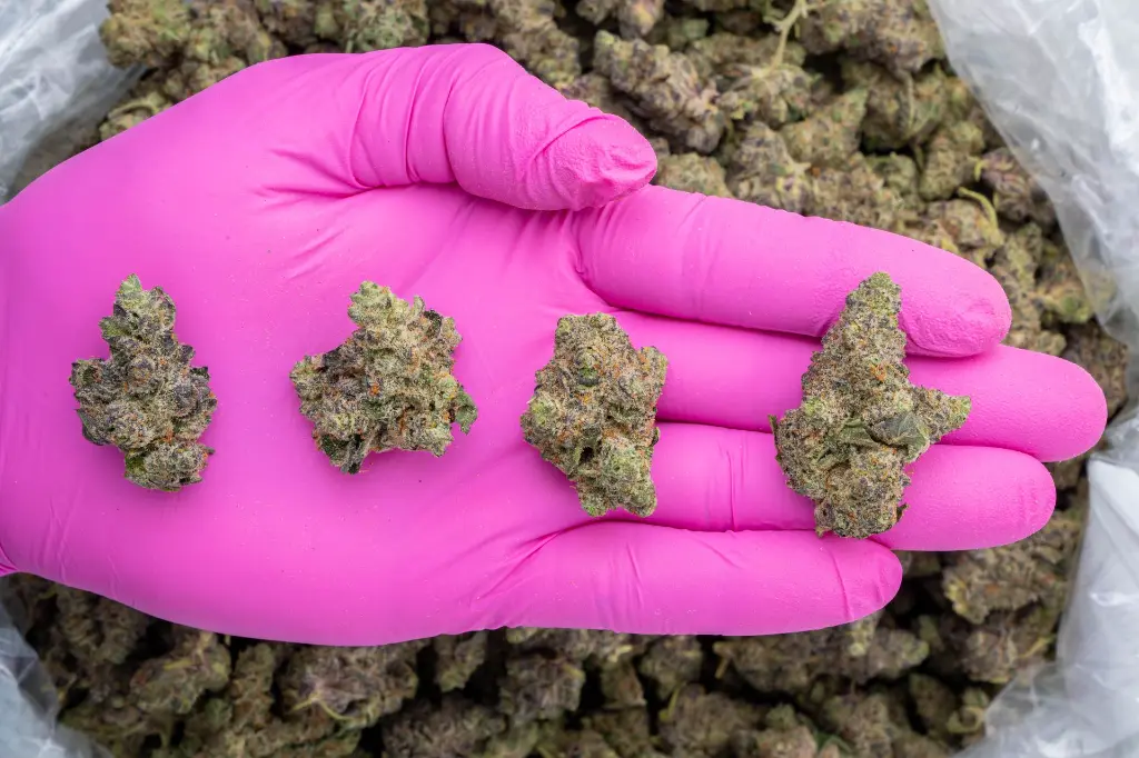 Neon Slushie Indoor -PINK- 120225.webp