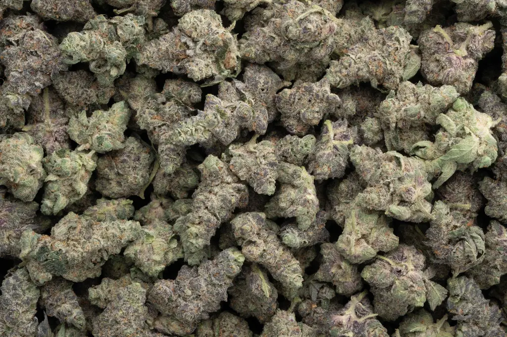 Neon Slushie Indoor -NUG- 120225.webp