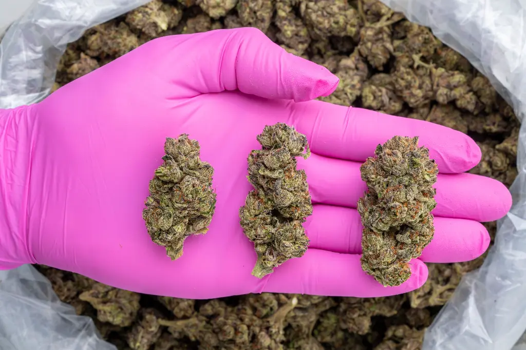 Illuminati -PINK- 081325 20250813FGILU.webp