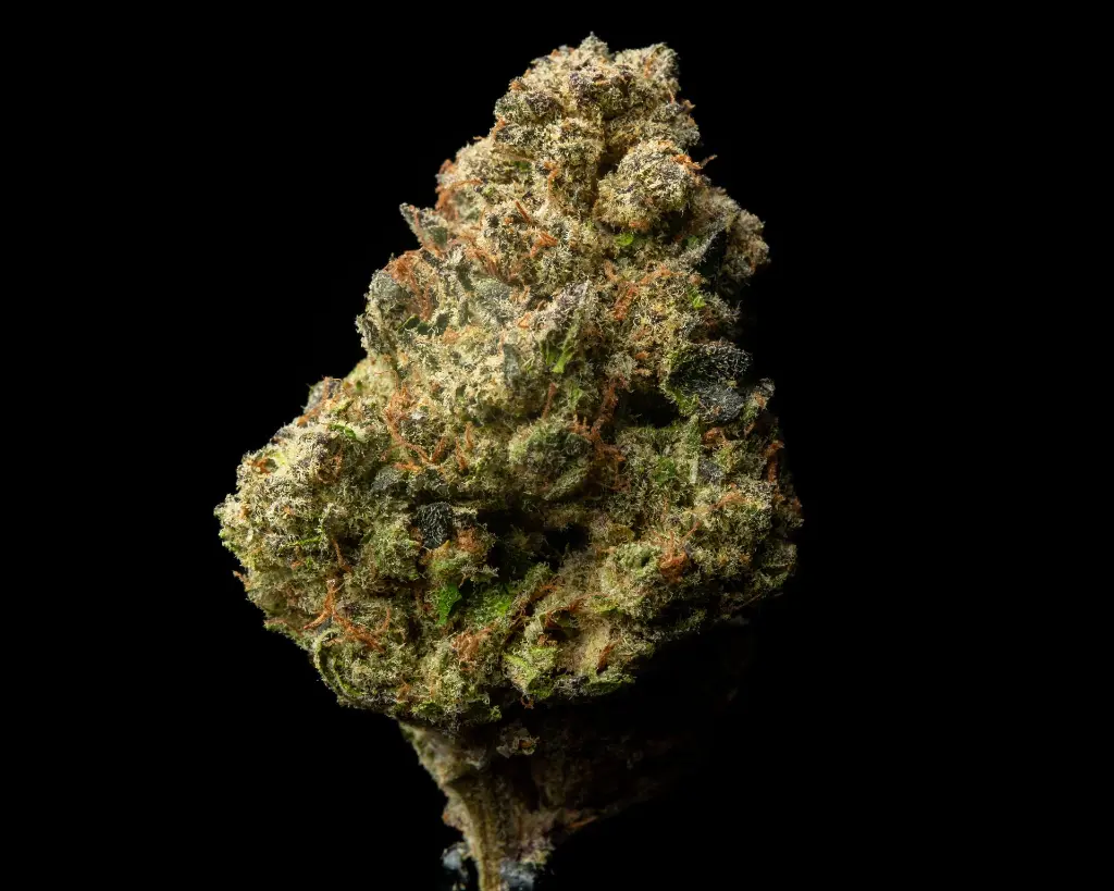 Black Cherry Cheesecake Indoor -FLOAT- 051225 20250508HMBLG.webp