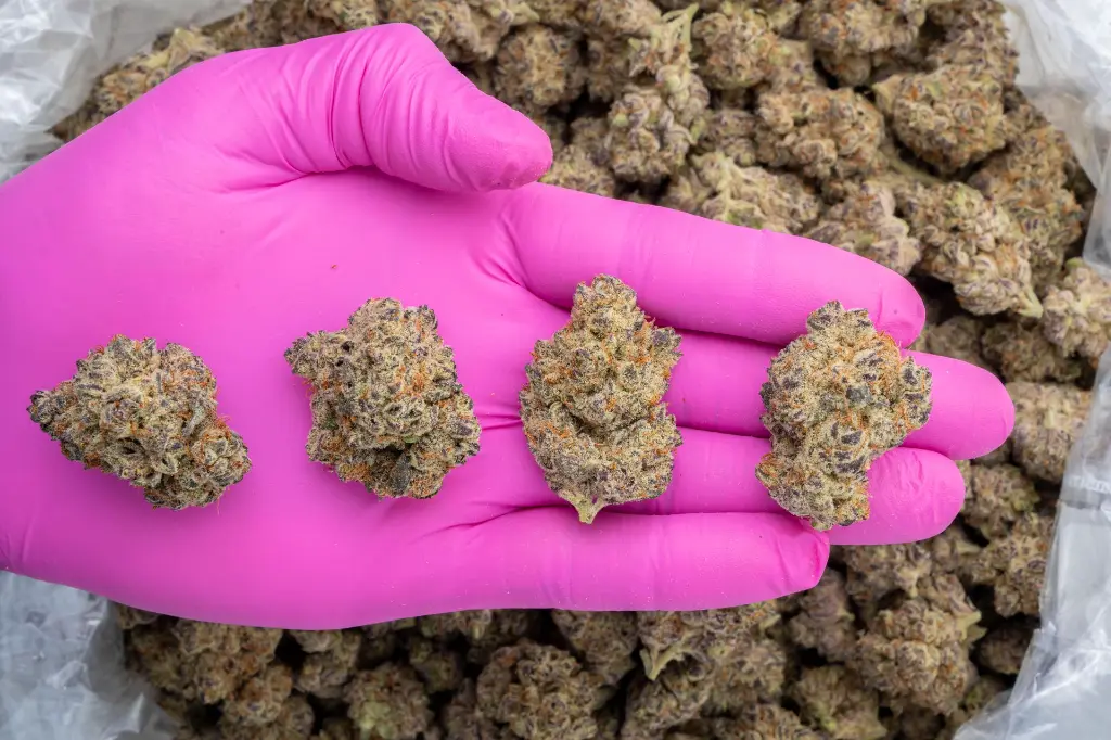 Hawaiian Snow Indoor -PINK- 120225.webp