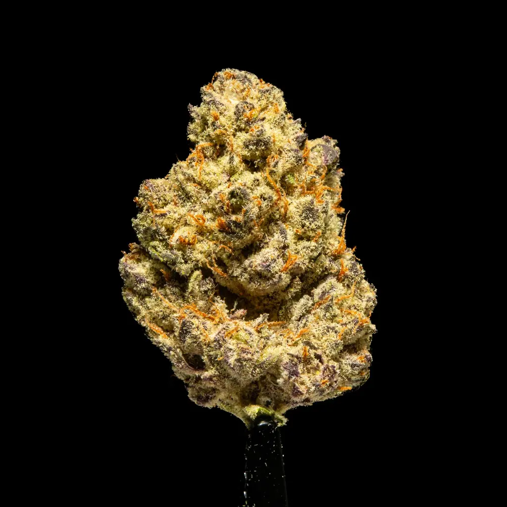 Hawaiian Snow Indoor -FLOAT- 120225.webp