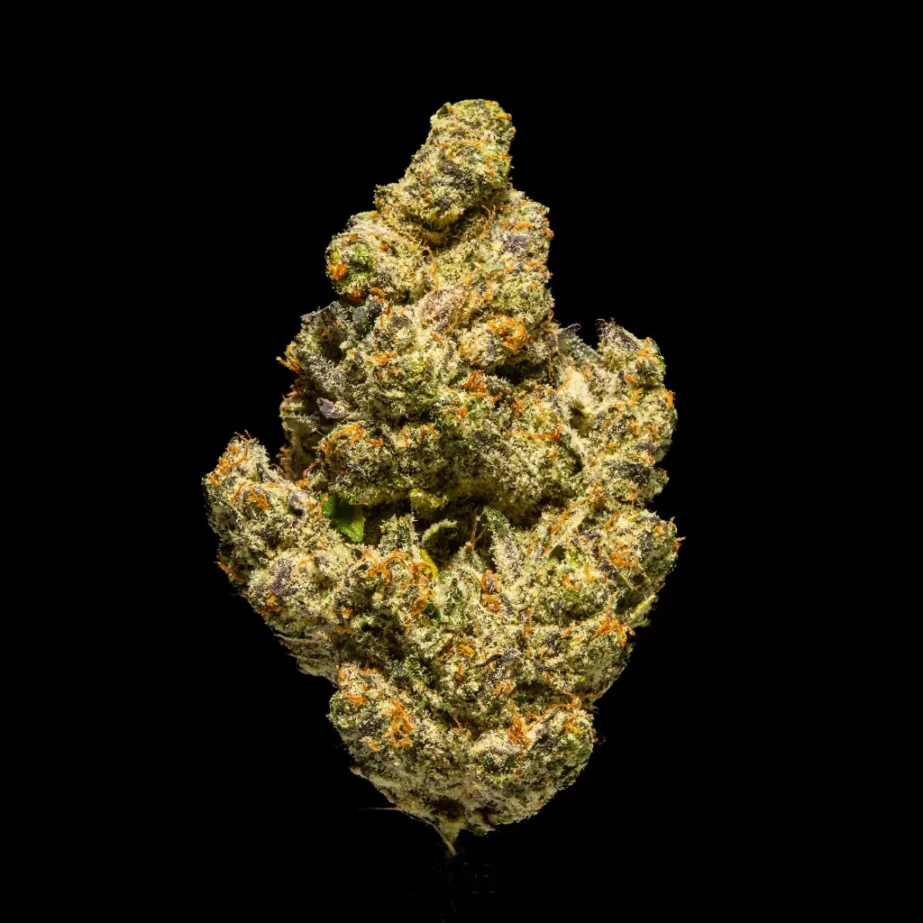 Supersonic Indoor -FLOAT- 120225.webp