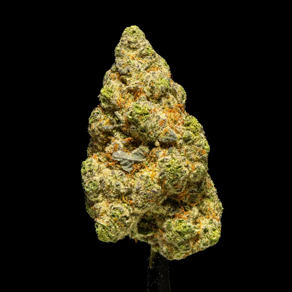 Singapore Sling Indoor -FLOAT- 120225.webp