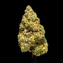 Singapore Sling Indoor -FLOAT- 120225.webp