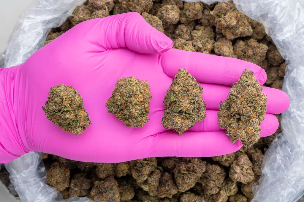 El Chivo Indoor -PINK- 120225.webp