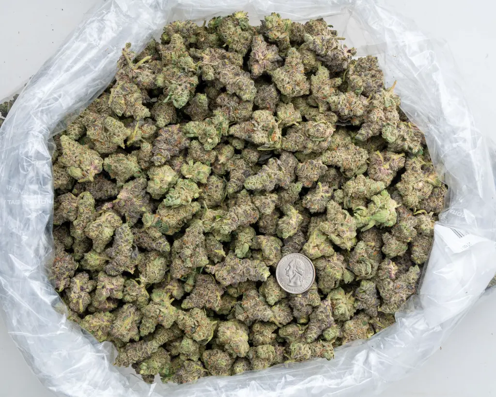 Neon Slushie Indoor -BAG- 120225.webp