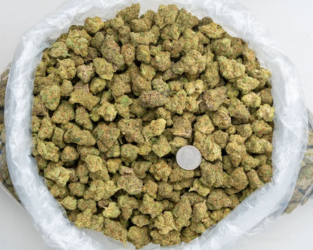 Rainbow Push Pop -BAG- 120525.webp