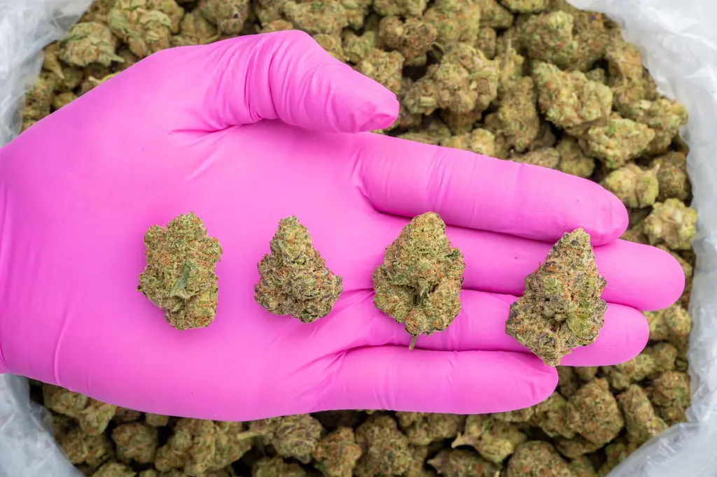 Rainbow Push Pop -PINK- 120525.webp