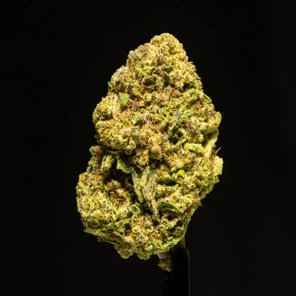 Zahiti Lime -FLOAT- 120525.webp