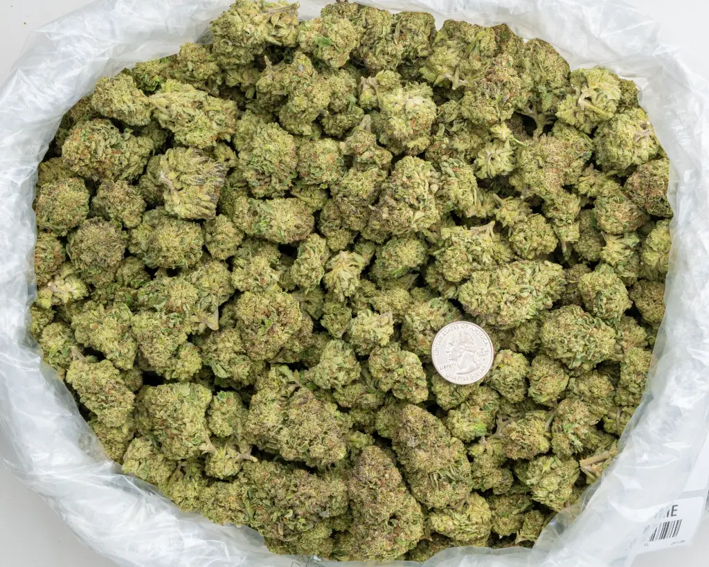 Zahiti Lime -BAG- 120525.webp