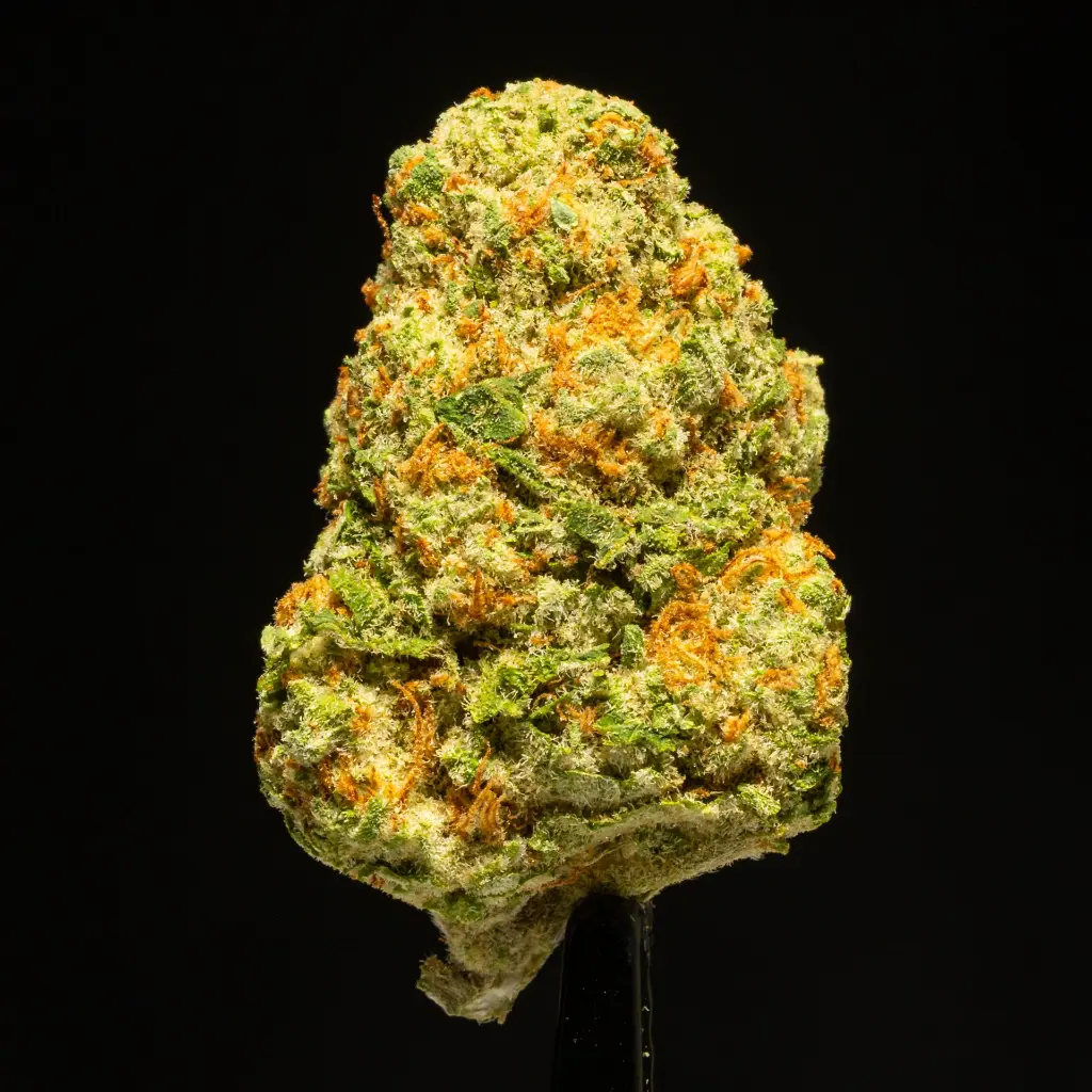 Orange Creamsicle Indoor -FLOAT- 120525.webp