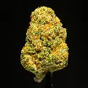 Orange Creamsicle Indoor -FLOAT- 120525.webp