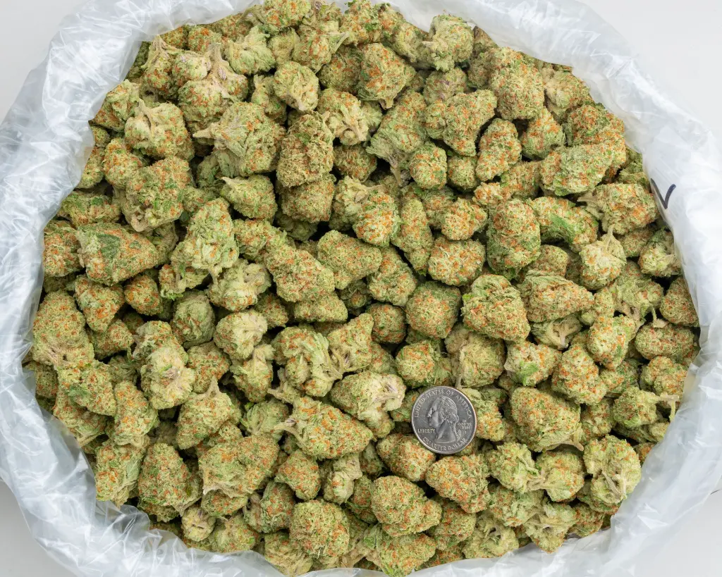 Orange Creamsicle Indoor -BAG- 120525.webp