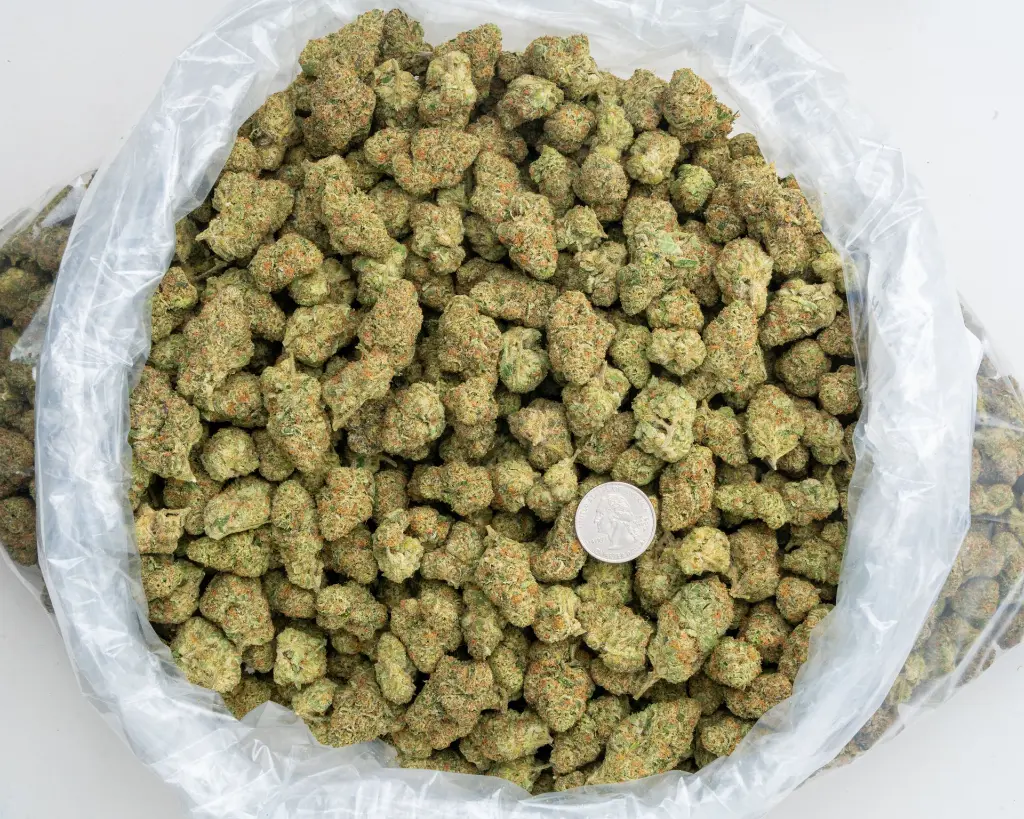 Carbon Fiber Indoor -BAG- 120525.webp