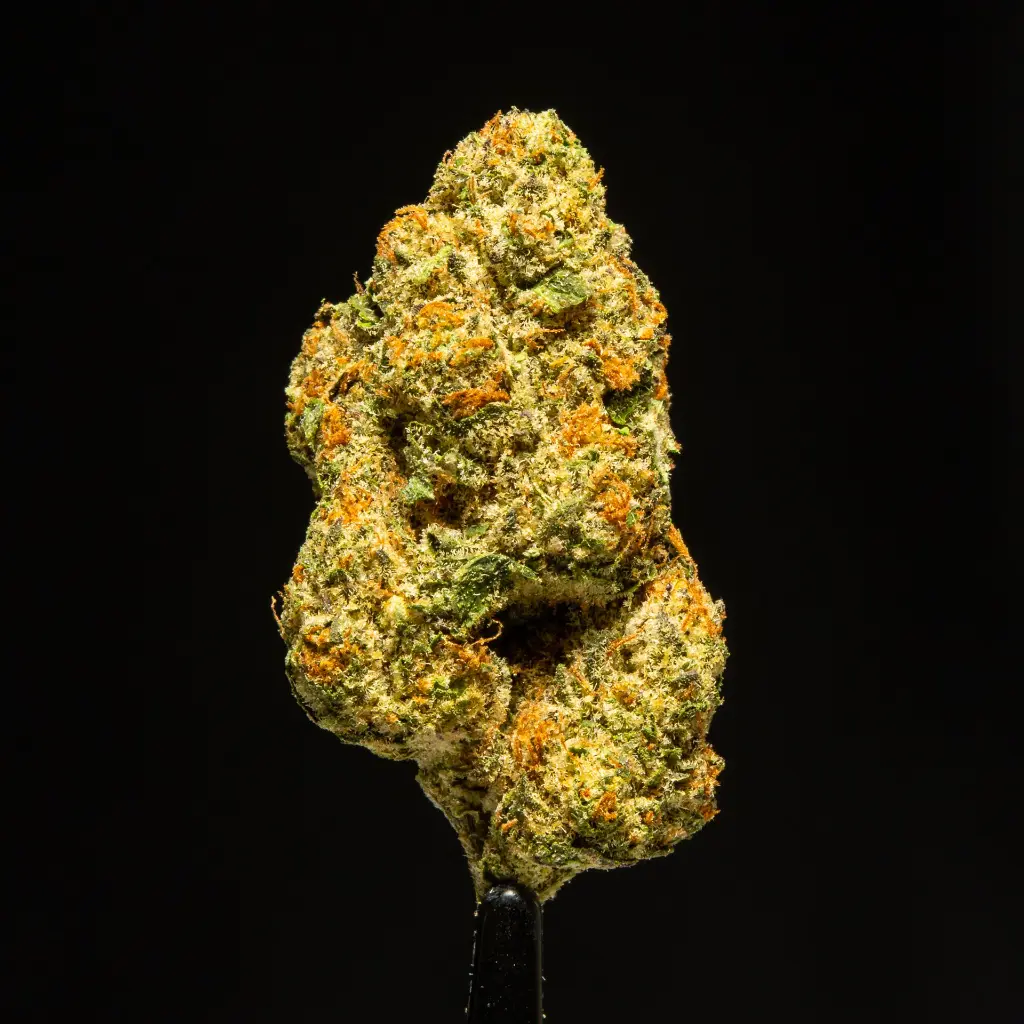 Carbon Fiber Indoor -FLOAT- 120525.webp